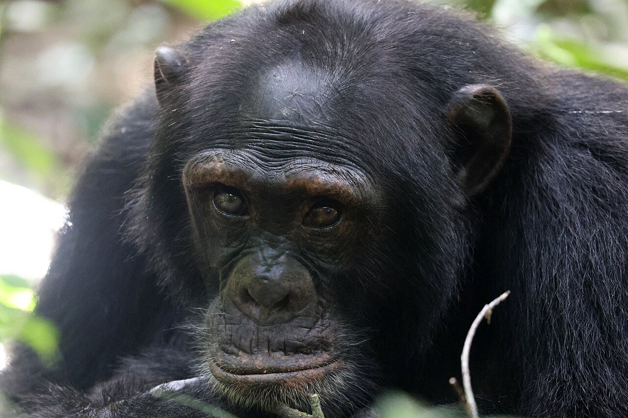 Kibale chimpanzee safari combined with Gorilla Trekking Tour from Italy