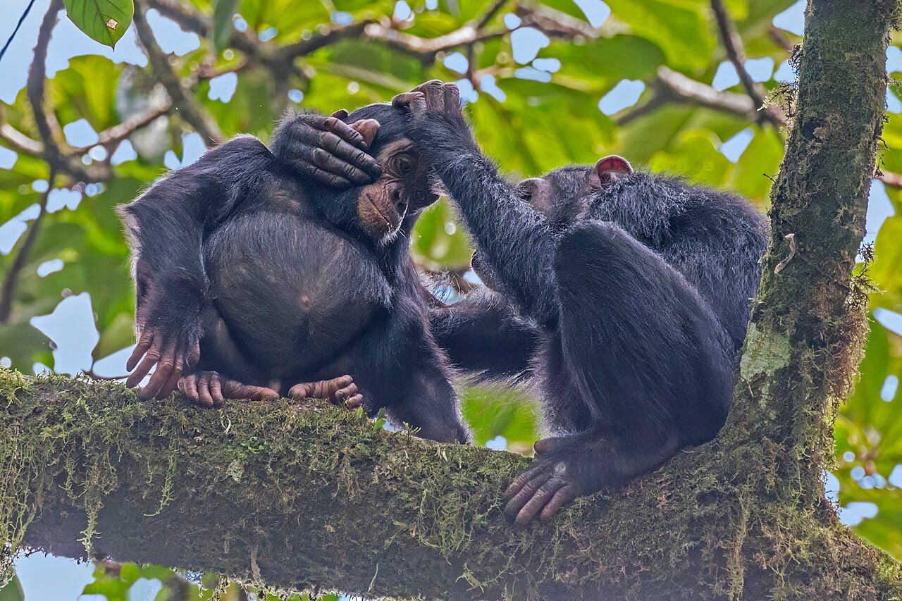Kibale chimpanzees on a Luxury Gorilla Safaris from China to Uganda extension