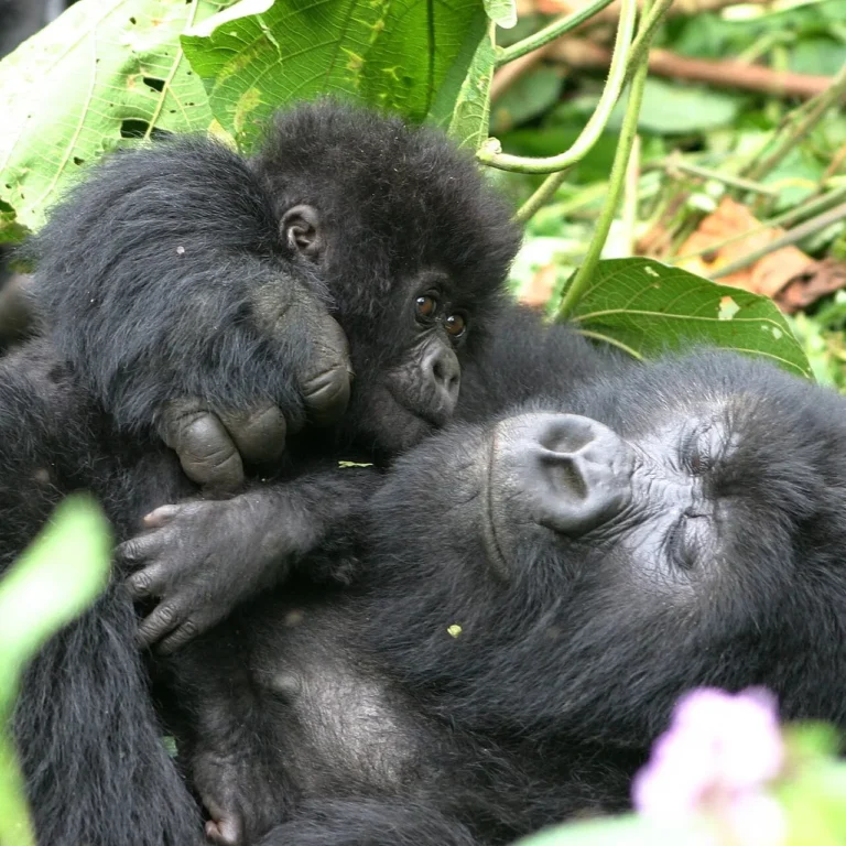 Rwanda Gorilla Safari from Spain with mother and baby gorilla in Volcanoes National Park
