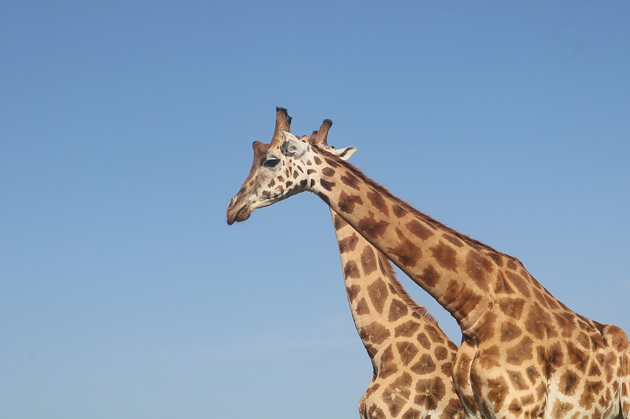 Lake Mburo giraffes Uganda wildlife safari during Gorilla Trekking Tour from Italy