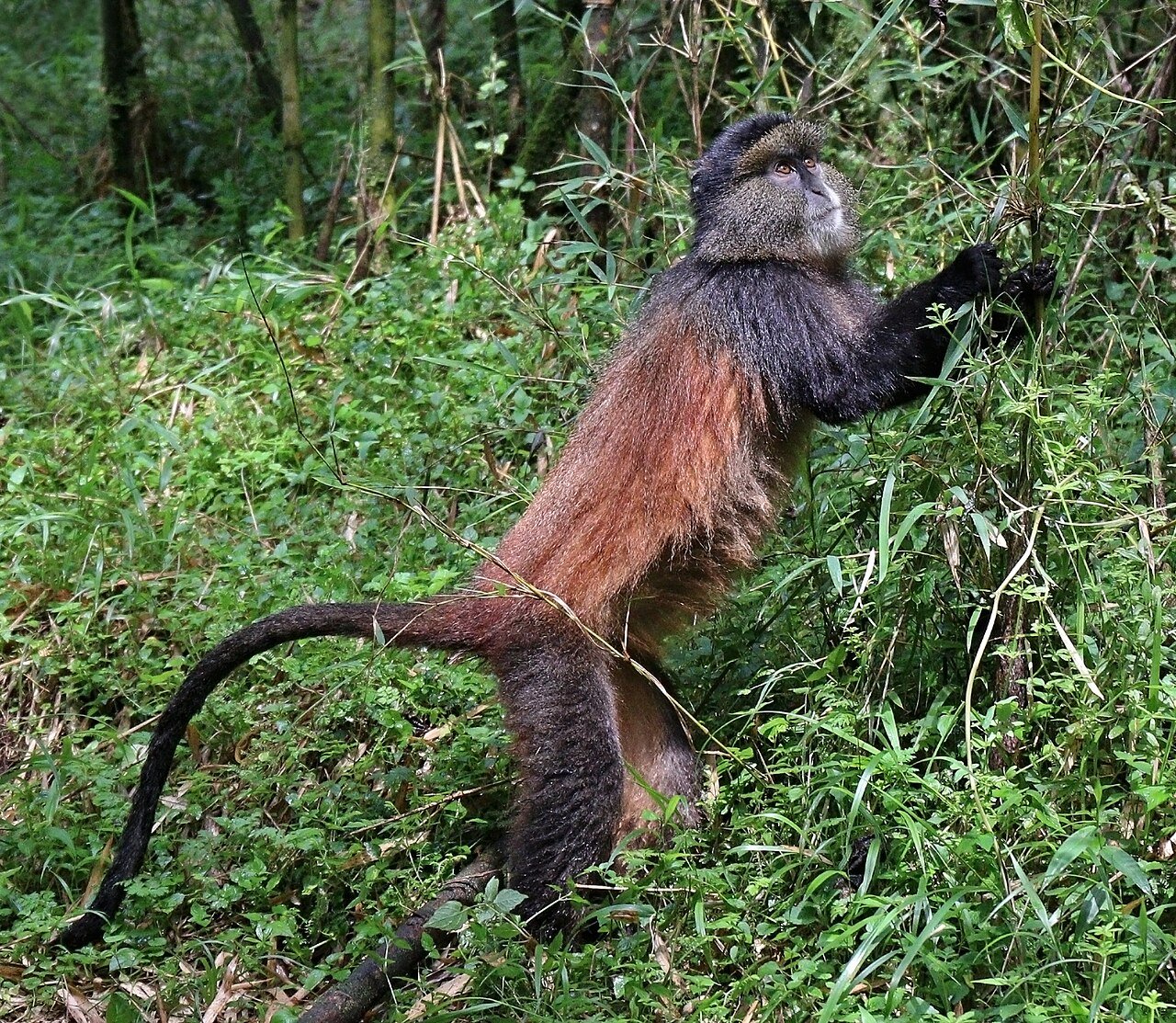Golden monkey Volcanoes National Park Rwanda safari from Italy
