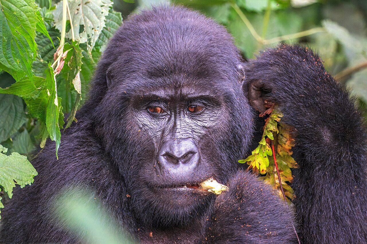 Luxury Gorilla Safari from China to Uganda with a mountain gorilla in Bwindi