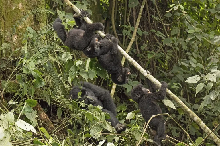 Young mountain gorillas in Bwindi during Gorilla Trekking from Spain