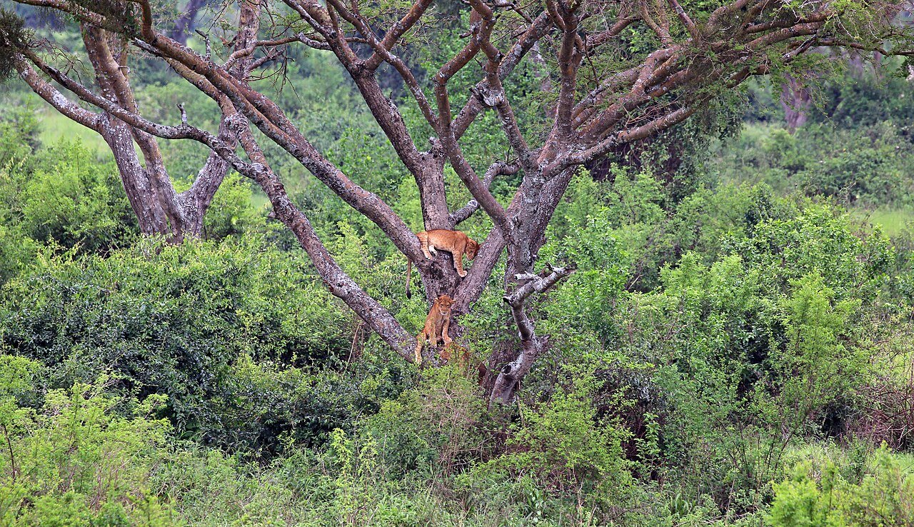 Tree climbing lions in Queen Elizabeth National Park on a Uganda Gorilla Trekking Safari
