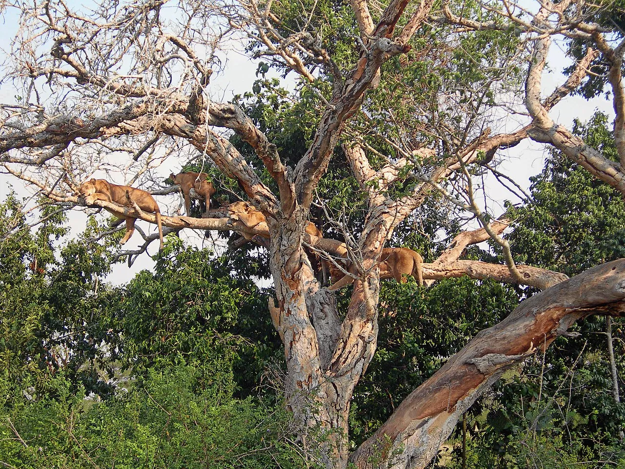 Ishasha tree climbing lions on a Luxury Gorilla Safari from China to Uganda extension