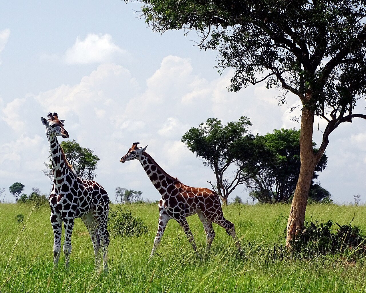 Giraffes in Murchison Falls National Park on a Uganda Gorilla Trekking Safari