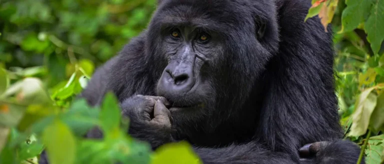 3 Day Uganda Gorilla Trekking Tour