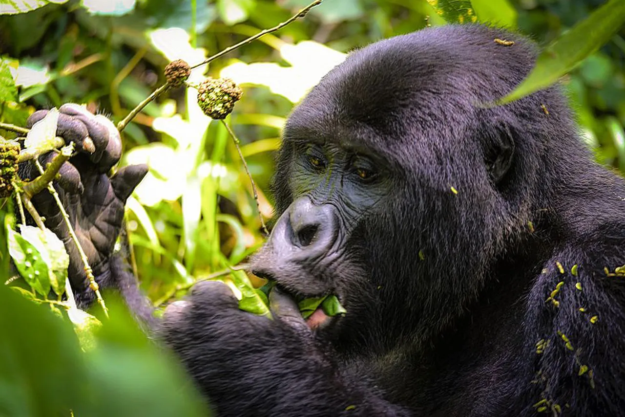 Mountain gorilla feeding in the forest during a 3 Days Rwanda Safari from Kigali