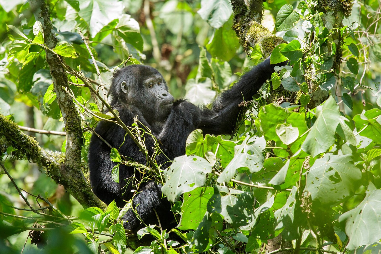 Gorilla Trekking Tour from Germany mountain gorilla in Bwindi Impenetrable National Park Uganda