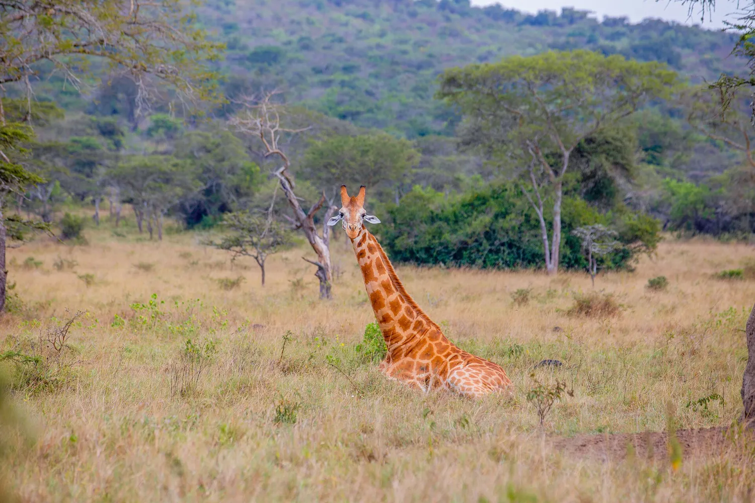 Giraffe resting in open savannah grassland in Lake Mburo National Park during a 12-days Uganda safari