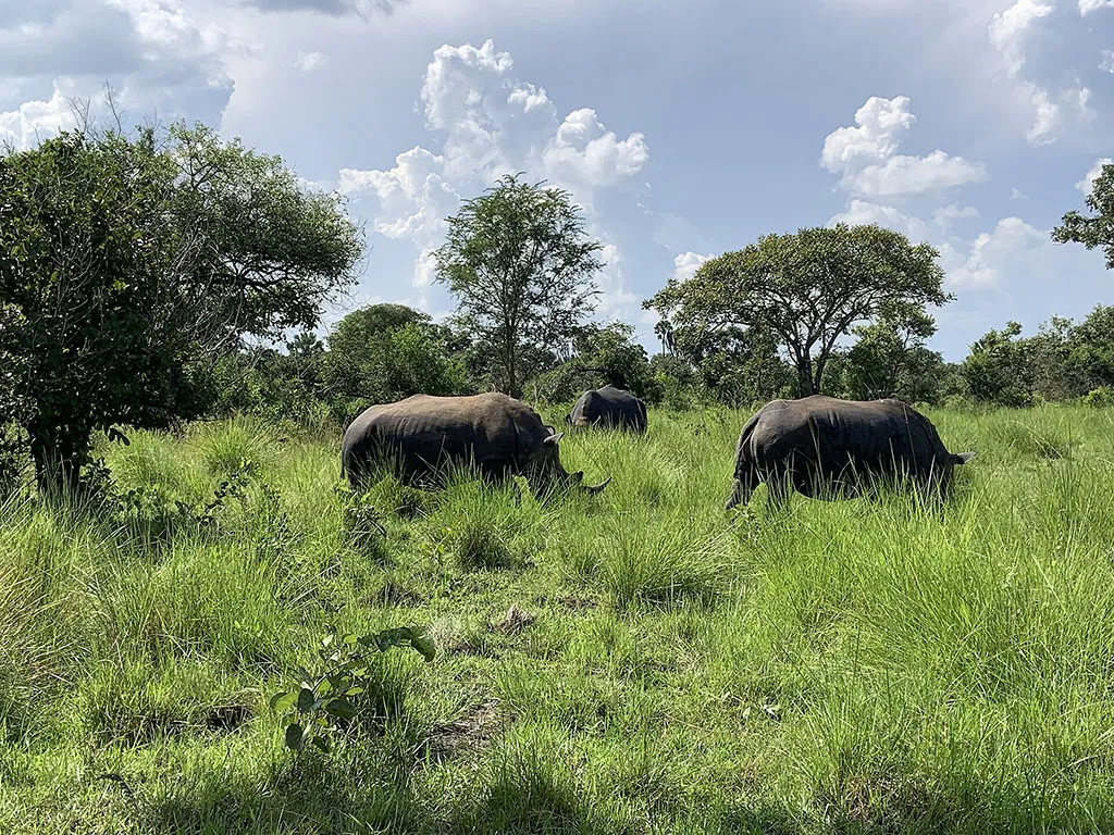 White rhinos grazing in open grassland during a rhino tracking experience on a 12-days Uganda safari