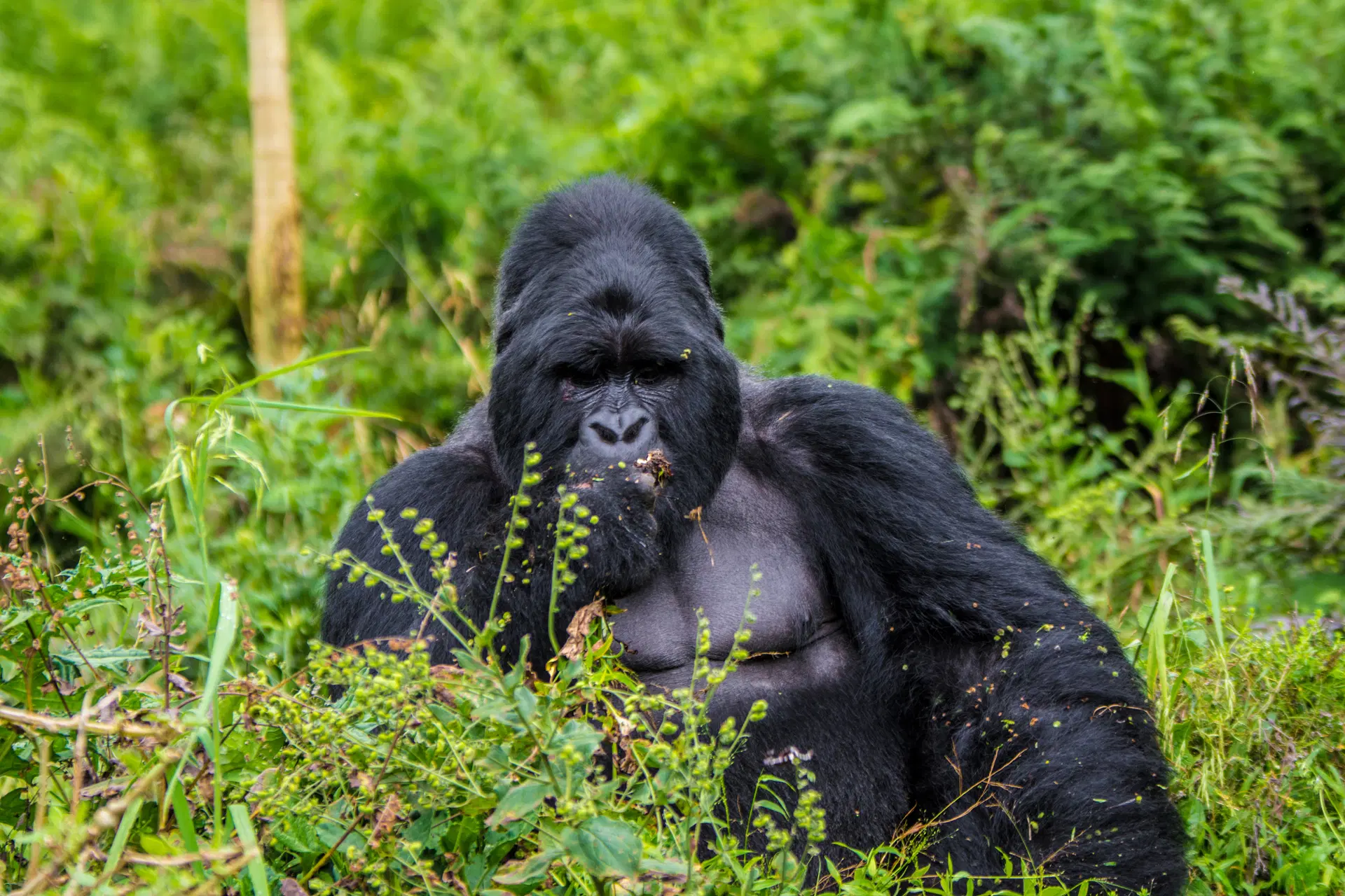 Mountain gorilla resting in lush rainforest during one of the best gorilla tours in Africa