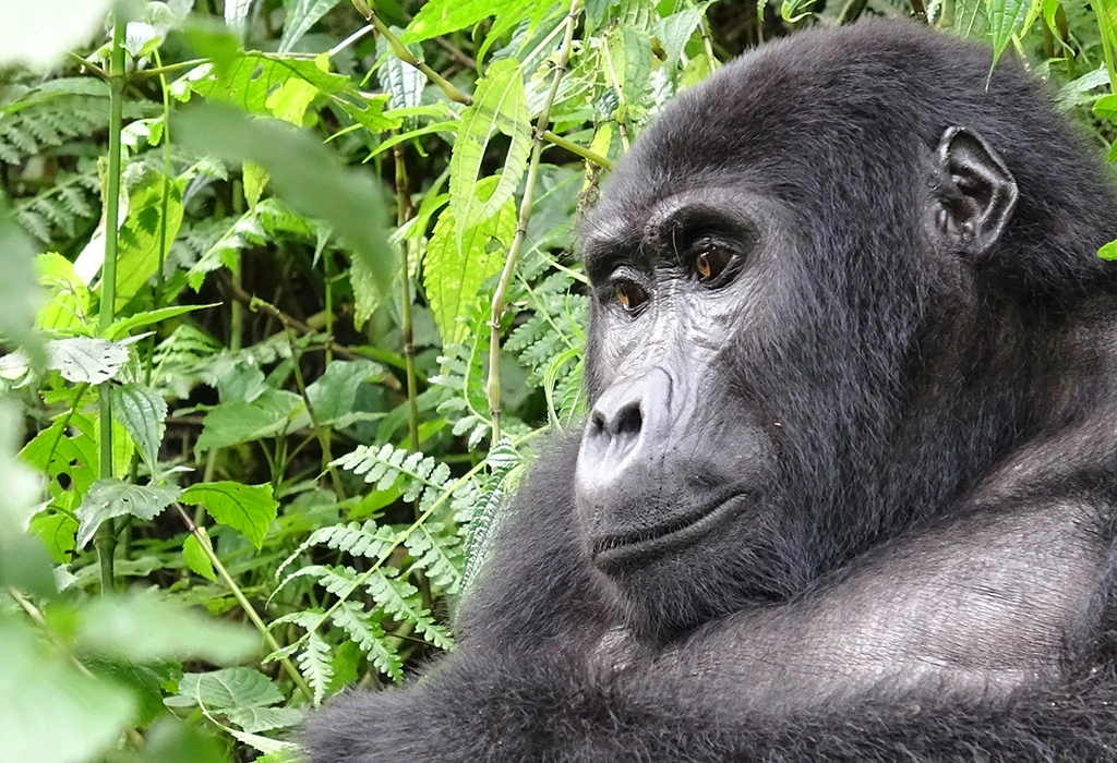 Close-up of a mountain gorilla surrounded by green rainforest vegetation during a gorilla photography safari
