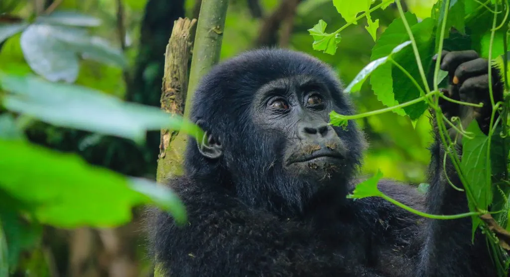 Mountain gorilla in green forest during the best time for gorilla trekking in Uganda vs Rwanda