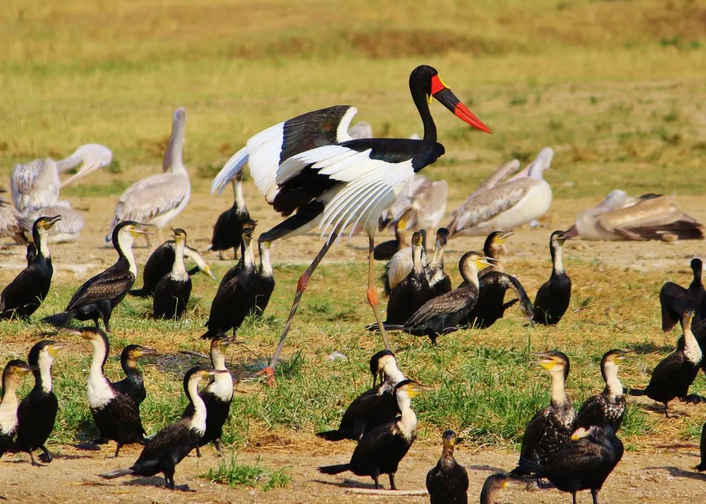 Saddle-billed stork, cormorants and other waterbirds gathered during a birdwatching safari in Akagera National Park, Rwanda
