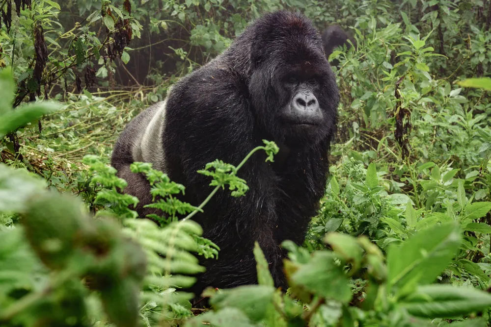 Mountain gorilla in the rainforest during a gorilla trekking safari in Uganda