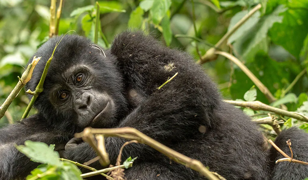 Young mountain gorilla resting among dense green vegetation in Bwindi Impenetrable National Park, Uganda