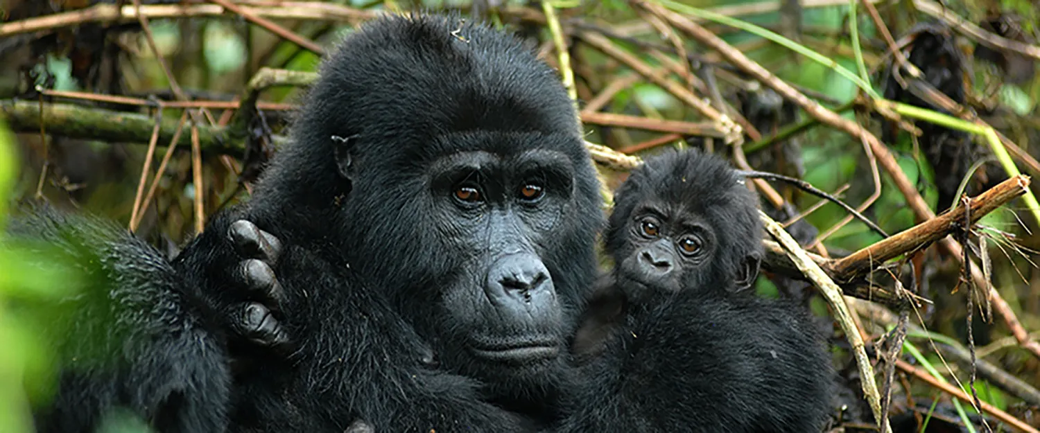 Mountain gorilla with baby during Bwindi and Mgahinga vs Volcanoes National Park gorilla trekking