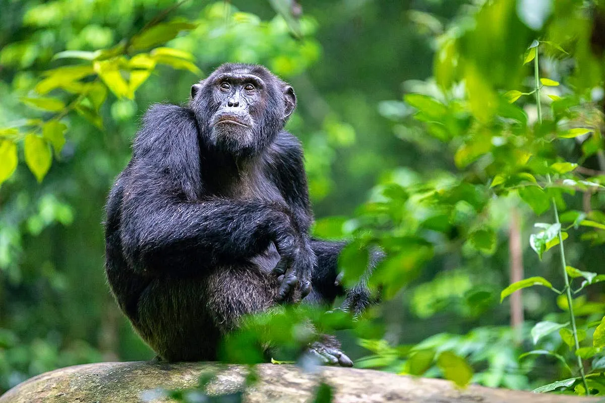 Chimpanzee resting in lush rainforest vegetation during a chimpanzee trekking experience in Nyungwe National Park, Rwanda