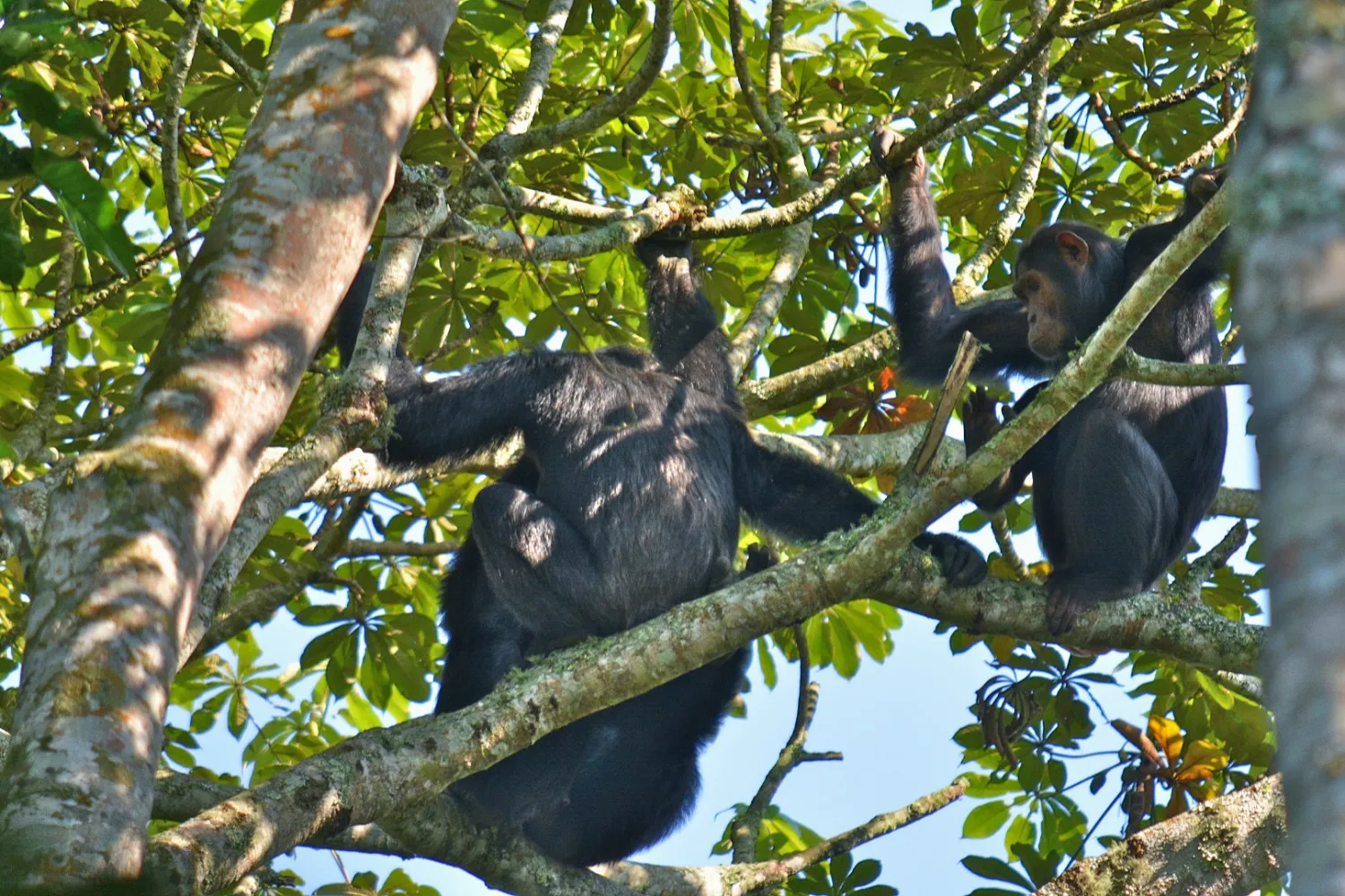Chimpanzees resting and climbing in a forest tree during a combined gorilla trekking and chimpanzee tracking safari