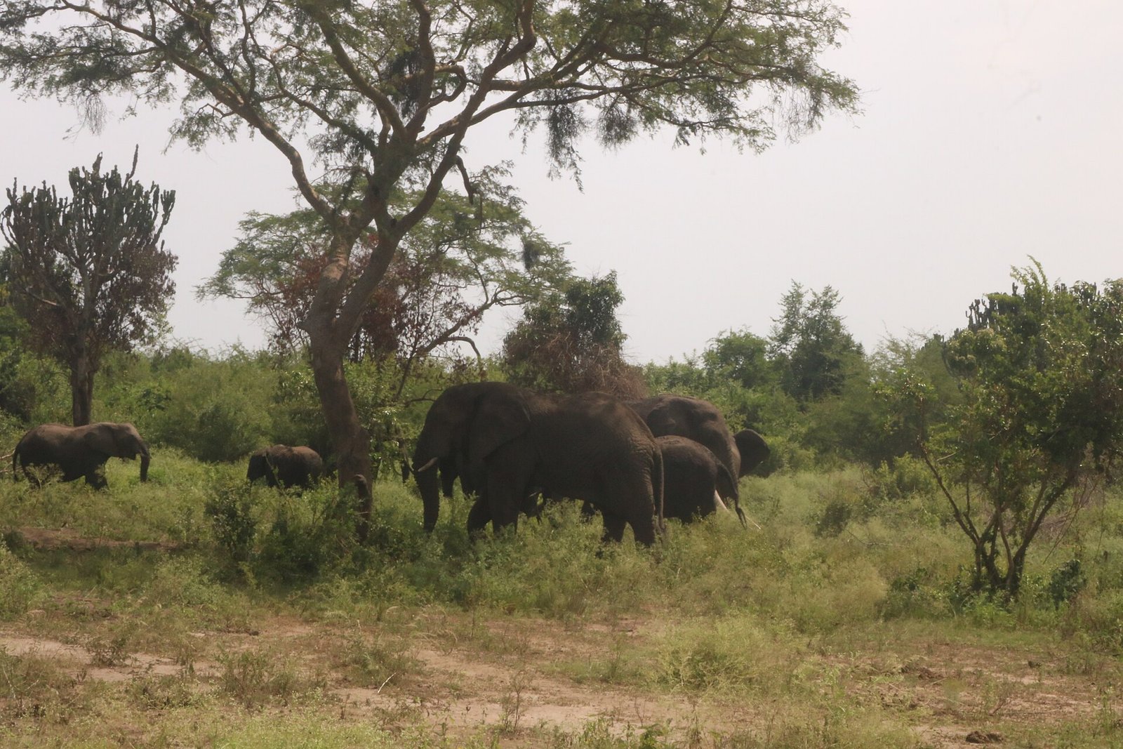 Queen Elizabeth National Park elephants on Uganda gorilla and wildlife safari from Germany