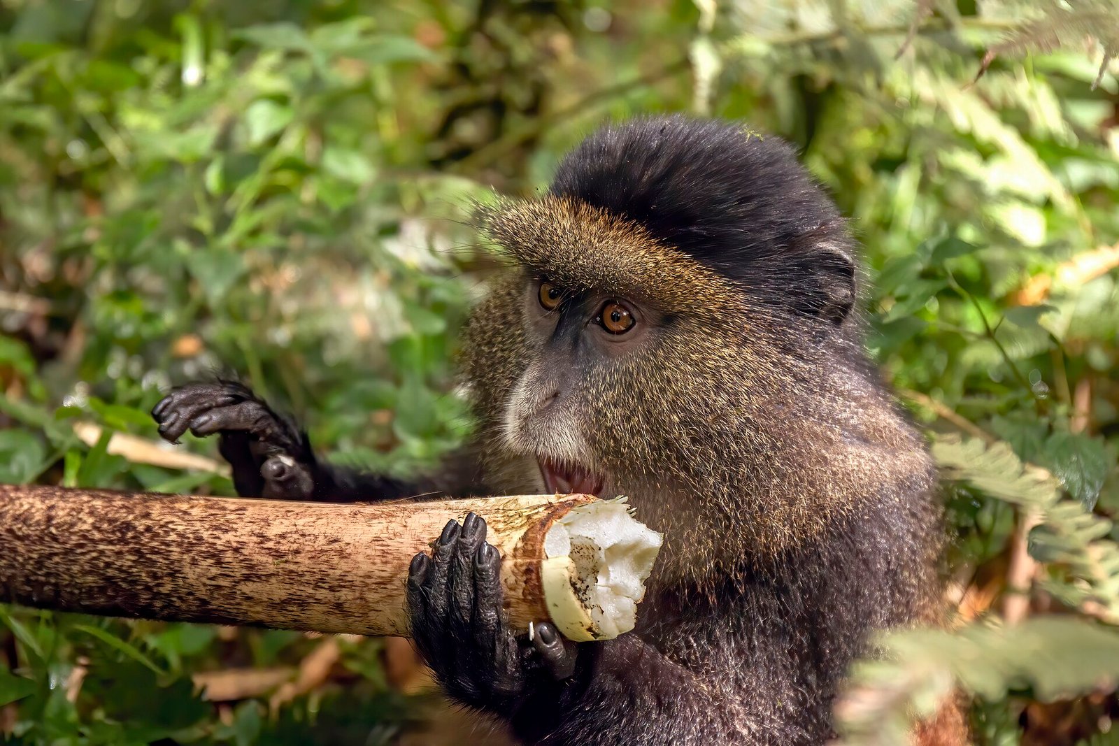 Golden monkey trekking Rwanda during Gorilla Trekking Tour from Germany