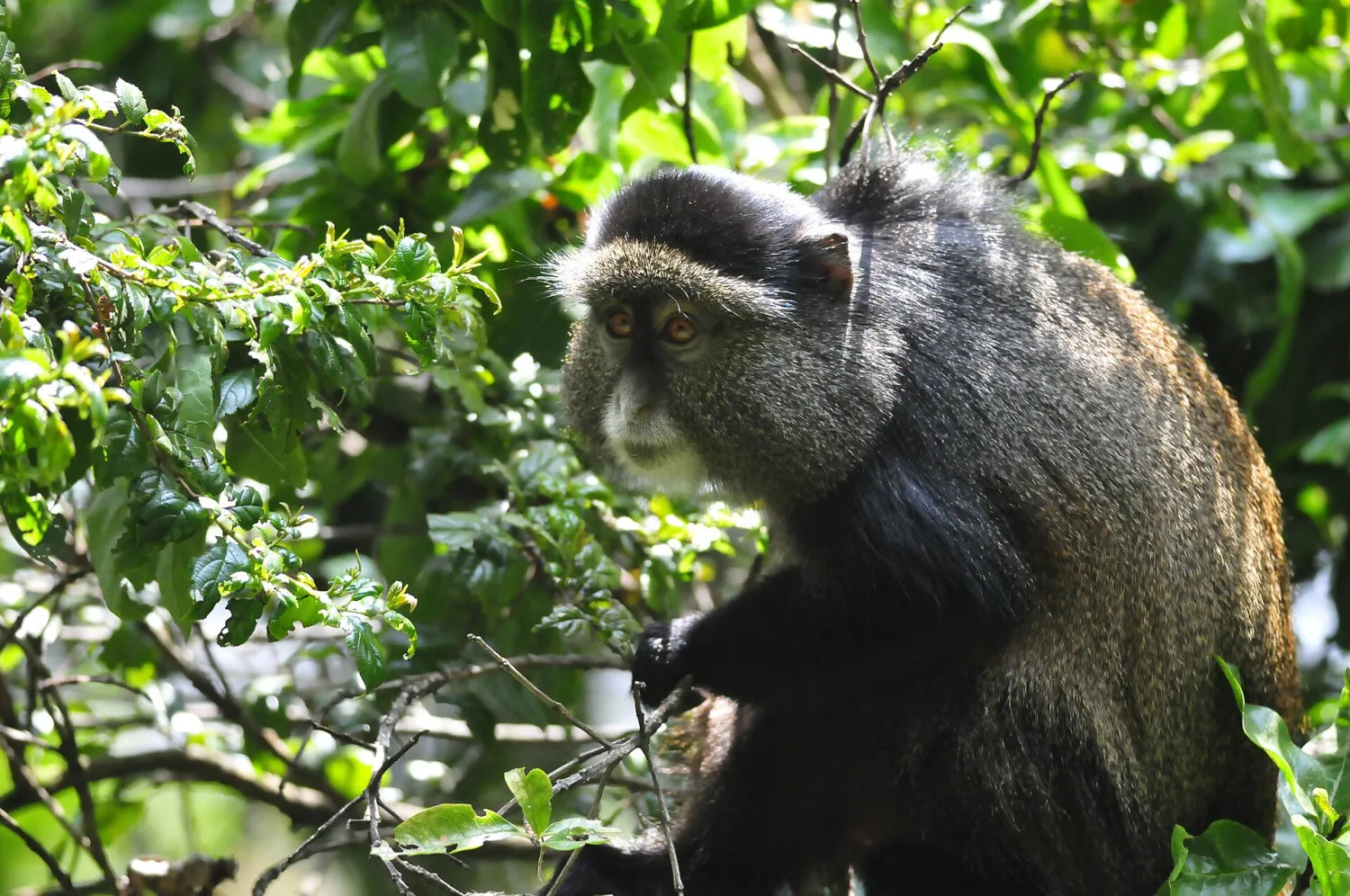 Golden monkey in lush forest vegetation during a golden monkey tracking experience on a 12-days Uganda safari