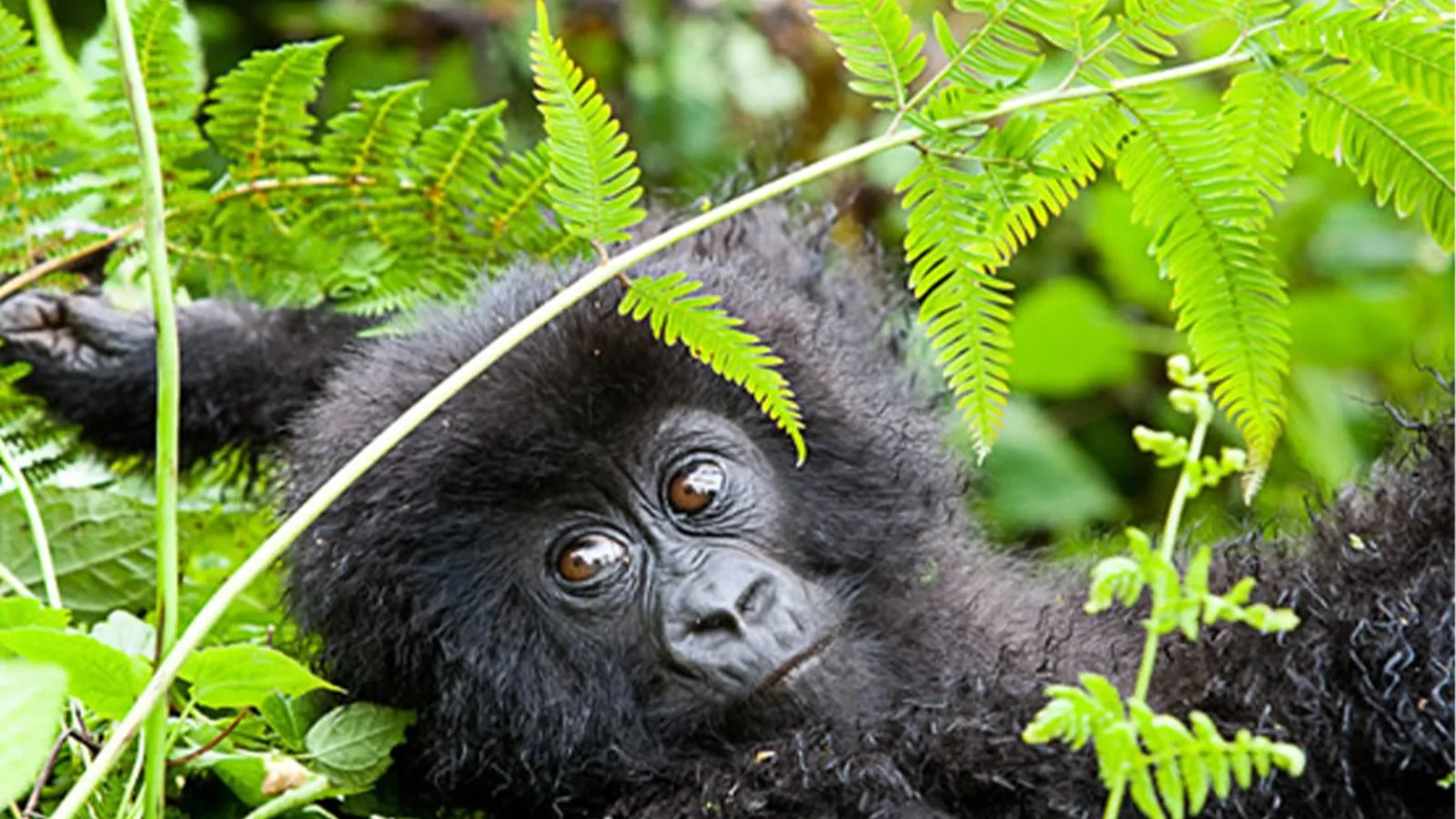 Young mountain gorilla resting among green ferns during gorilla trekking in Uganda