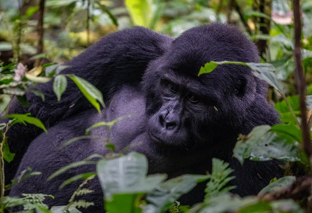 Mountain gorilla resting in the forest during gorilla trekking in Volcanoes National Park, Rwanda