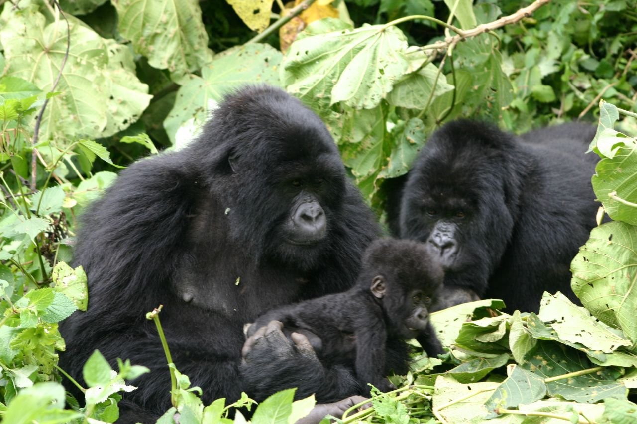 Rwanda gorilla trekking from Germany gorilla family with baby Volcanoes National Park