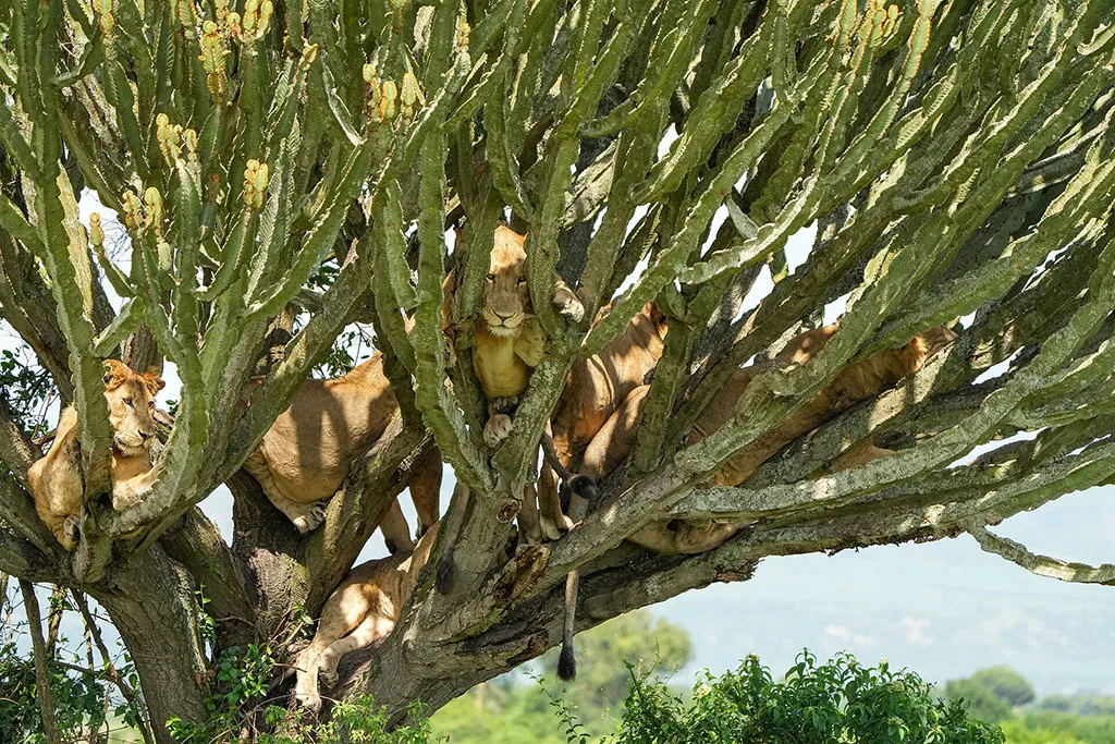 Tree-climbing lions resting in a fig tree in Queen Elizabeth National Park, Uganda