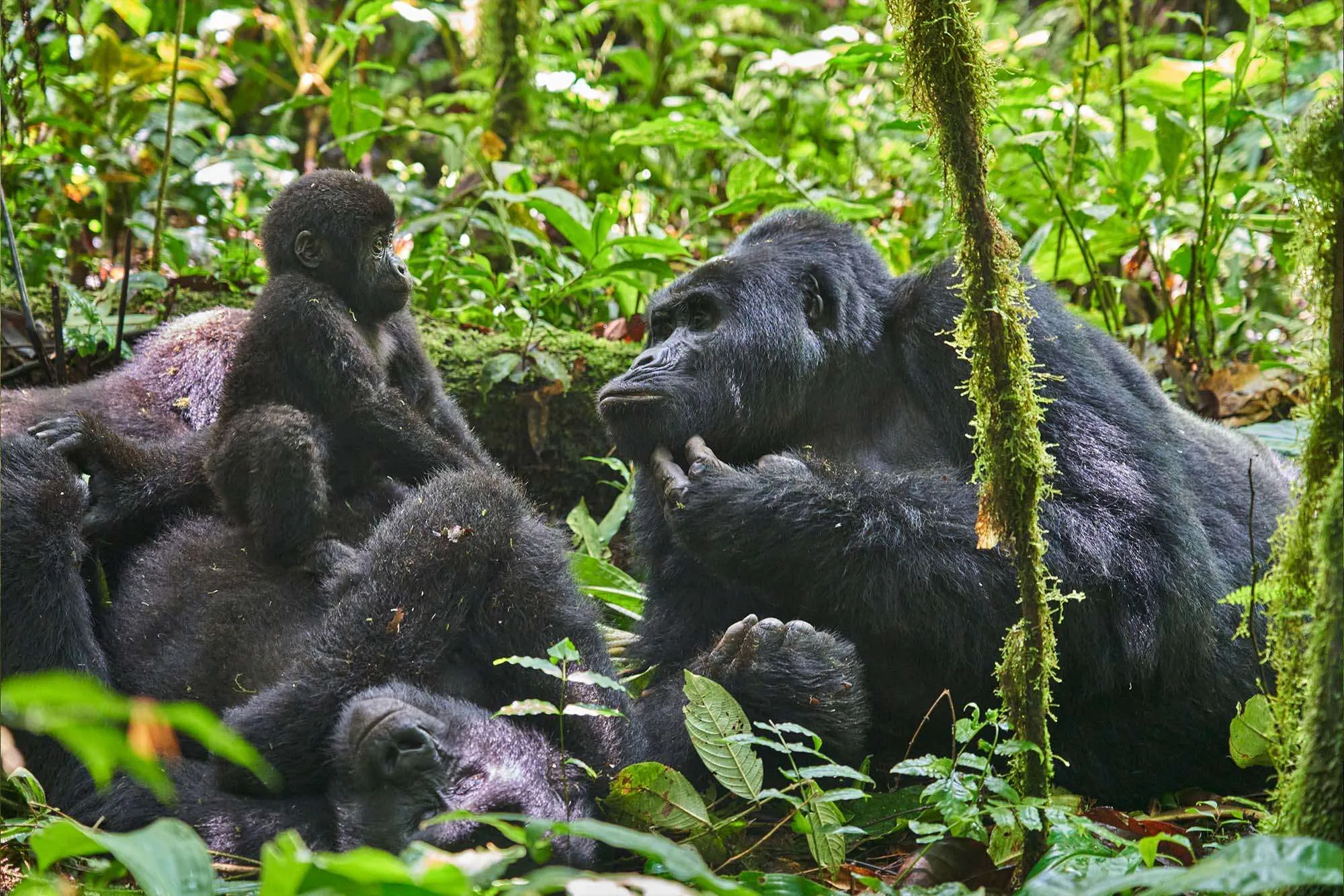 Mountain gorilla family resting together with a baby gorilla in the forest