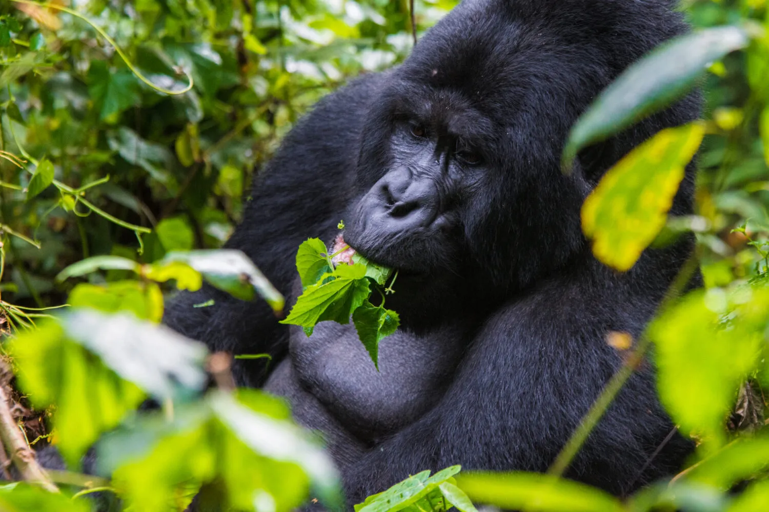 Mountain gorilla feeding on green leaves in Mgahinga Gorilla National Park, Uganda