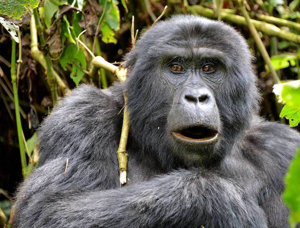 Uganda Luxury Gorilla Trekking from China with a mountain gorilla in Bwindi