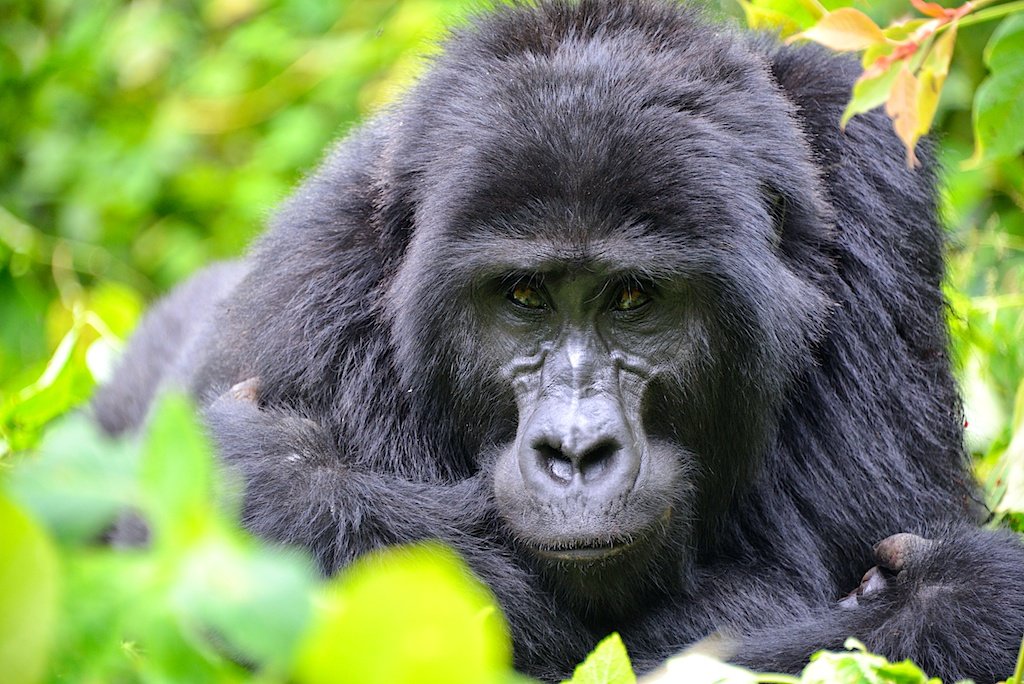 Gorilla Trekking Tour from Italy mountain gorilla in Bwindi Uganda