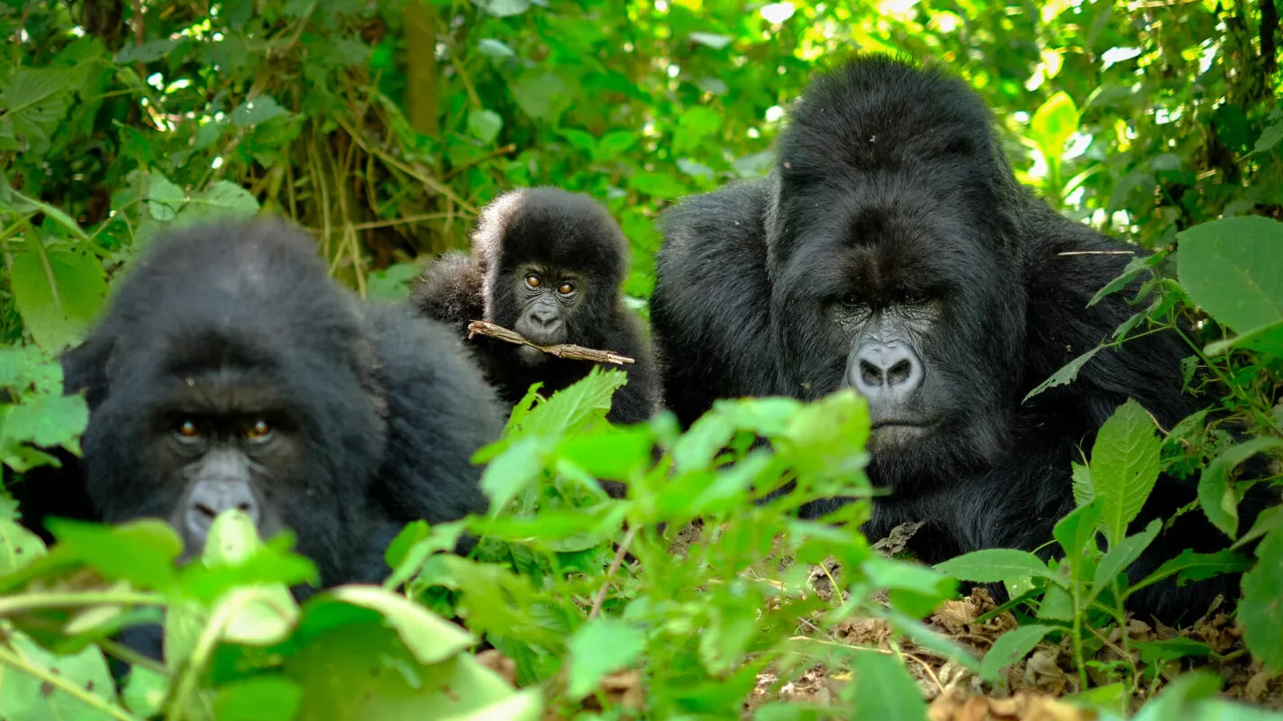 Mountain gorilla family surrounded by lush green vegetation during a Rwanda gorilla safari