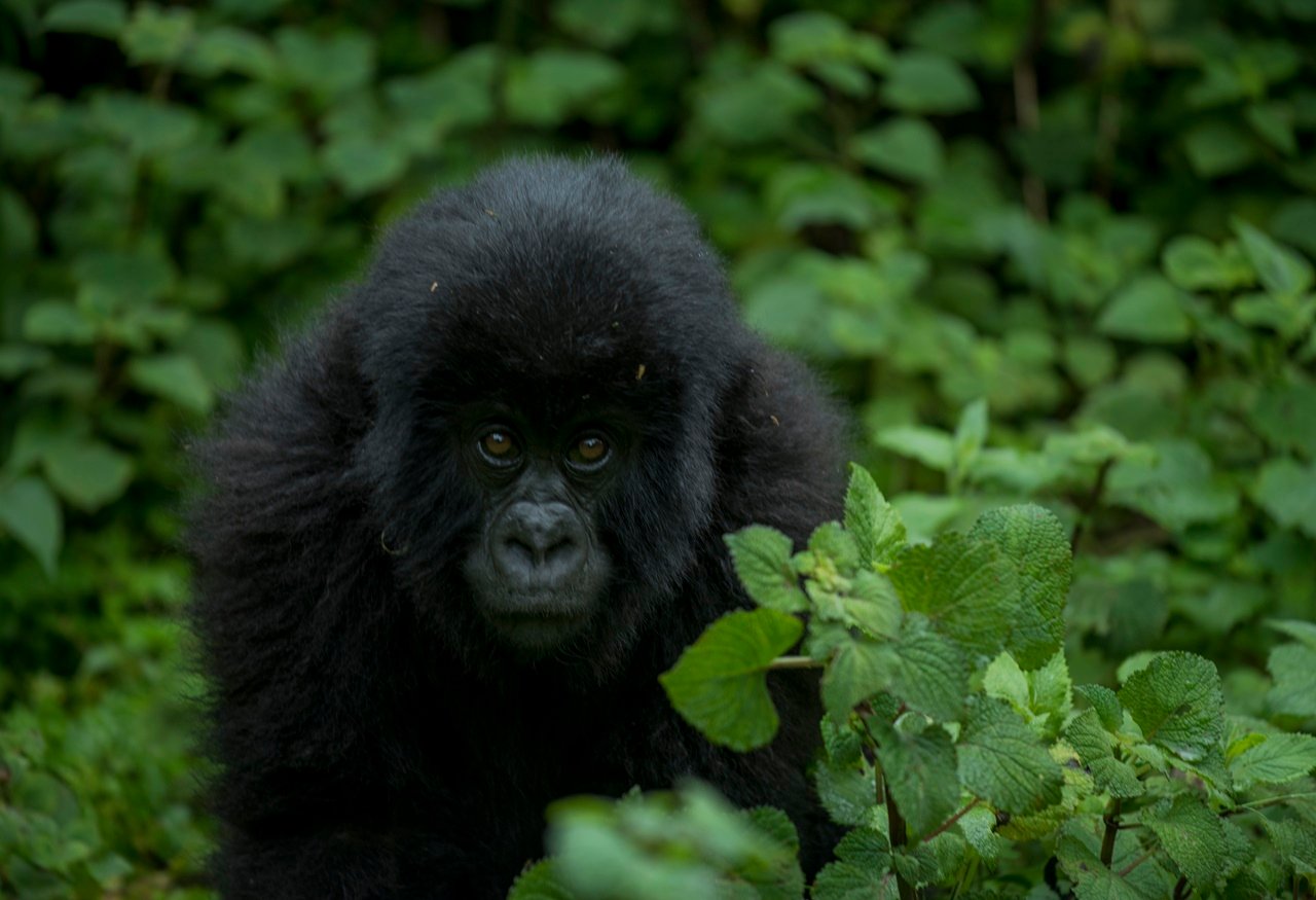Rwanda gorilla trekking from Italy mountain gorilla Volcanoes National Park