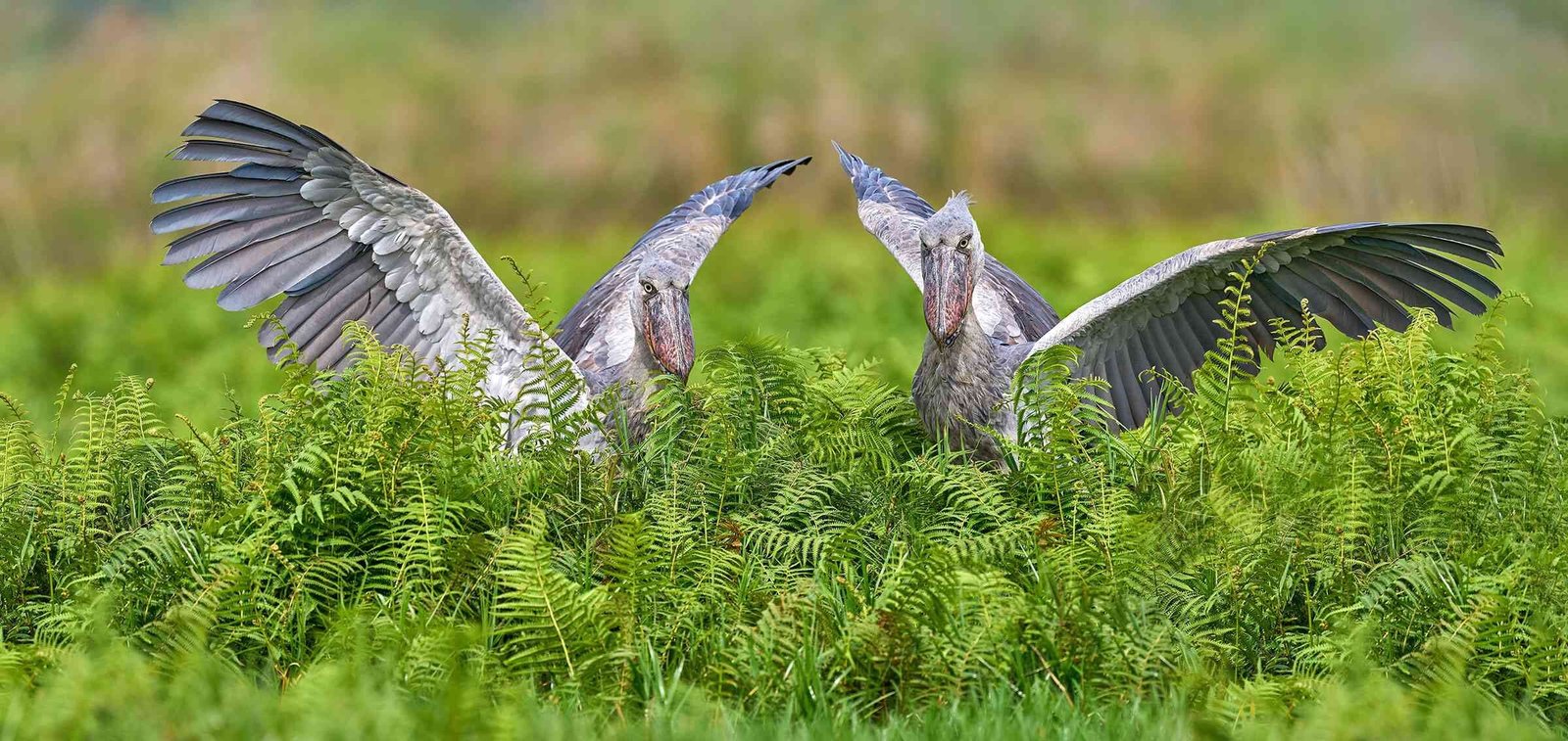 Uganda Eco Tourism