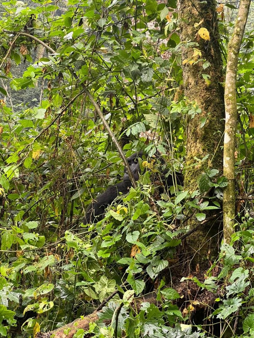 Wild mountain gorilla in forest during a Luxury Uganda Gorilla Safari