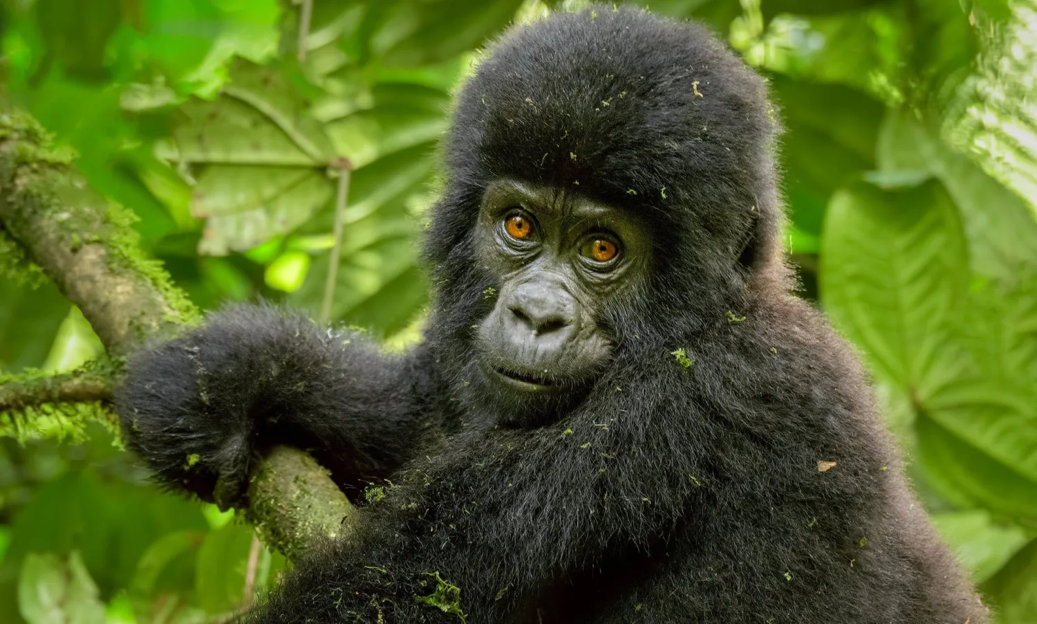 Young mountain gorilla resting on a tree branch in Volcanoes National Park, Rwanda