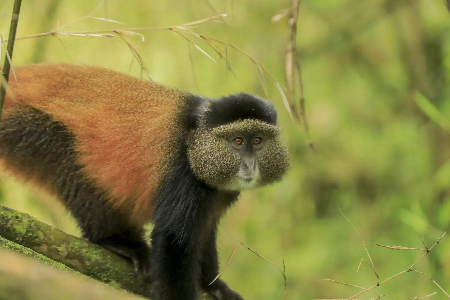 Golden monkey during a safari in Mgahinga Gorilla National Park, Uganda.