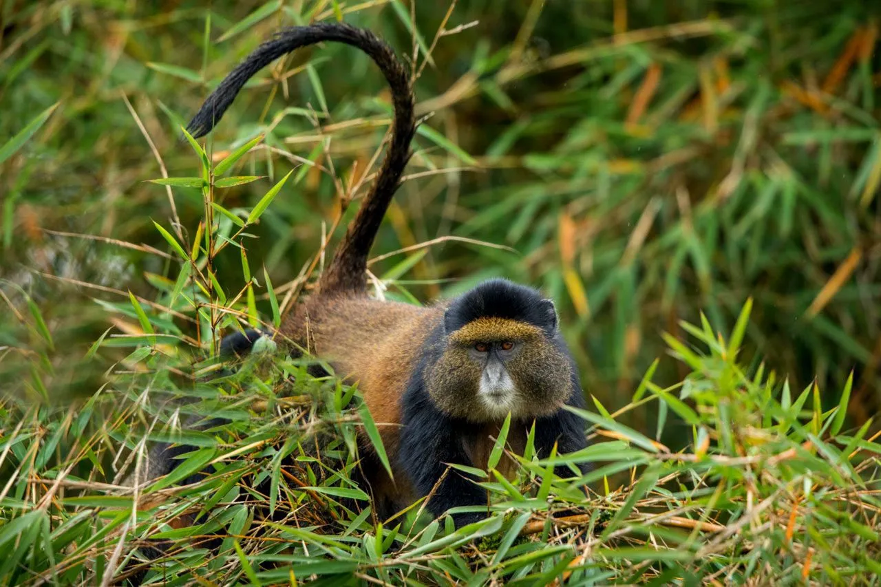 Mountain gorilla, golden monkey and colorful birds in the Virunga Mountains during a safari adventure.