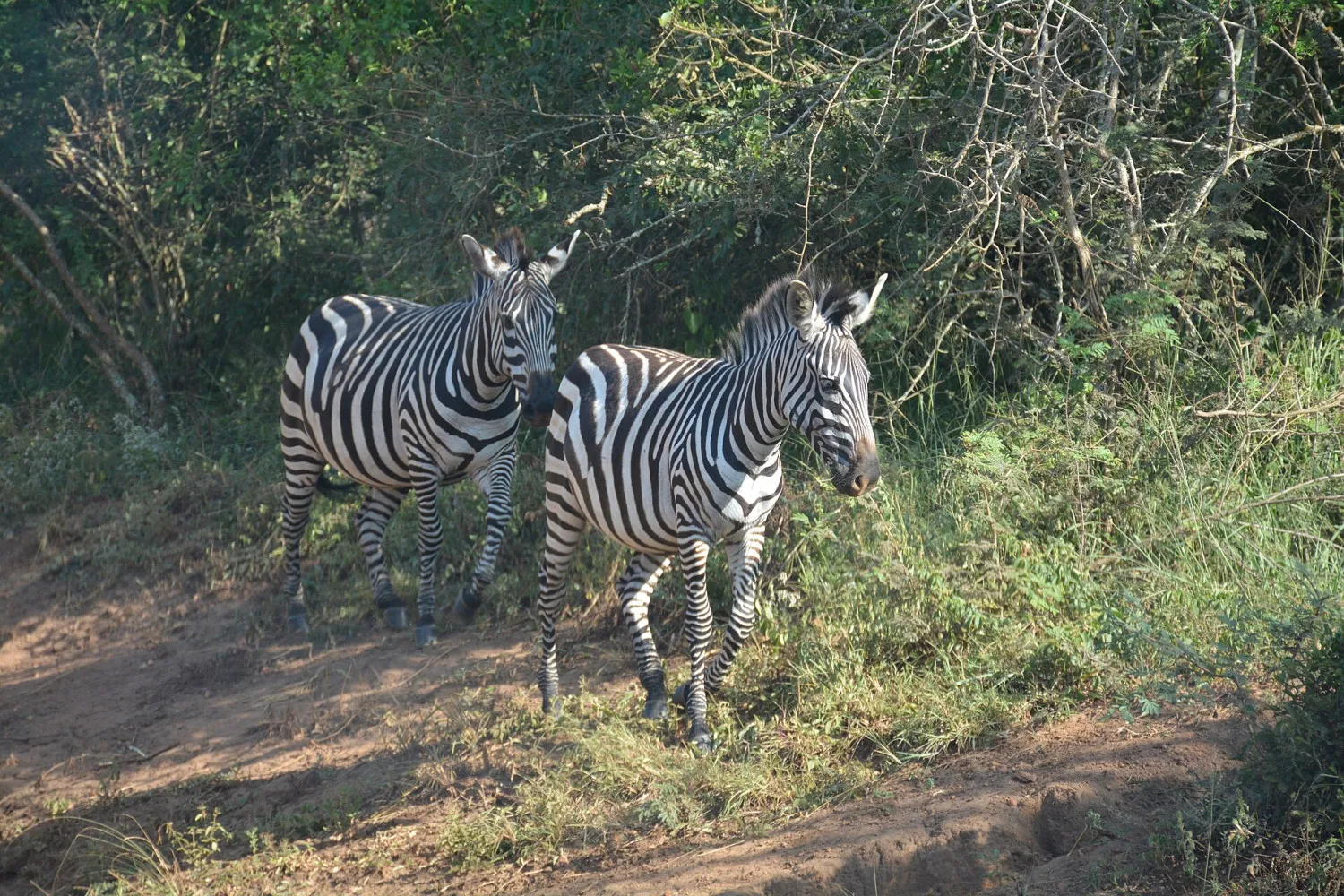 Two zebras walking through woodland in Lake Mburo National Park during a 12-days Uganda safari wildlife experience