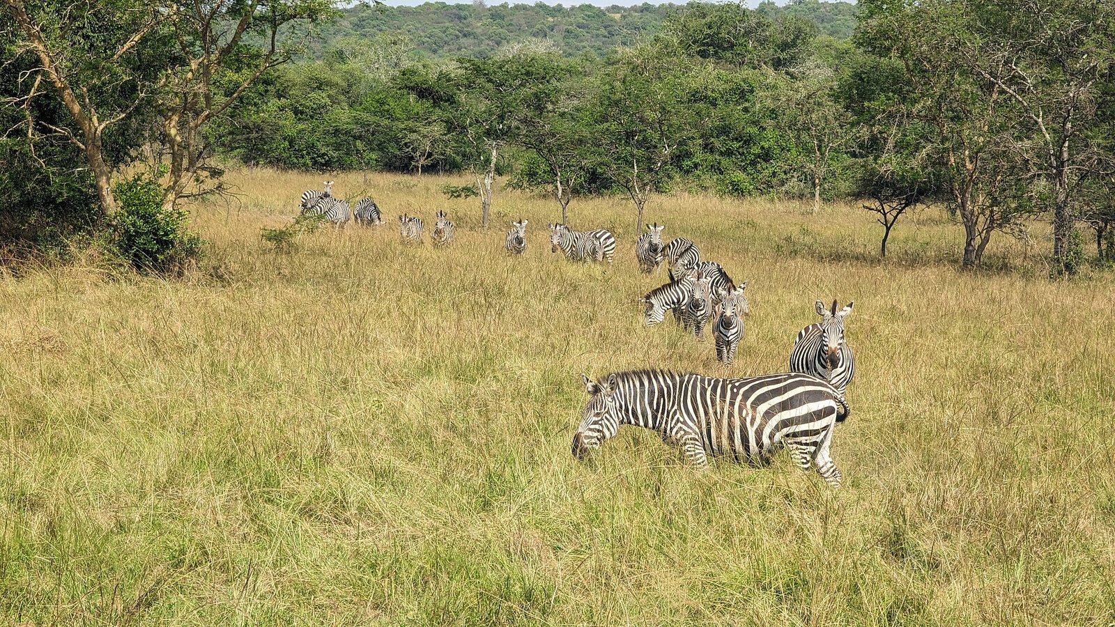 Lake Mburo zebras on Uganda Gorilla Trekking Tour from Germany