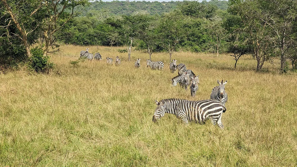 Zebras grazing in the grasslands of Lake Mburo National Park in Uganda