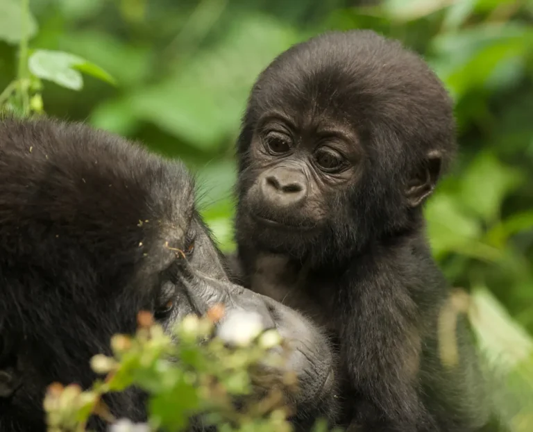 Africa Gorilla Tours