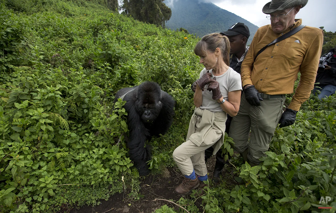 Mountain gorilla trekking in Uganda and Rwanda
