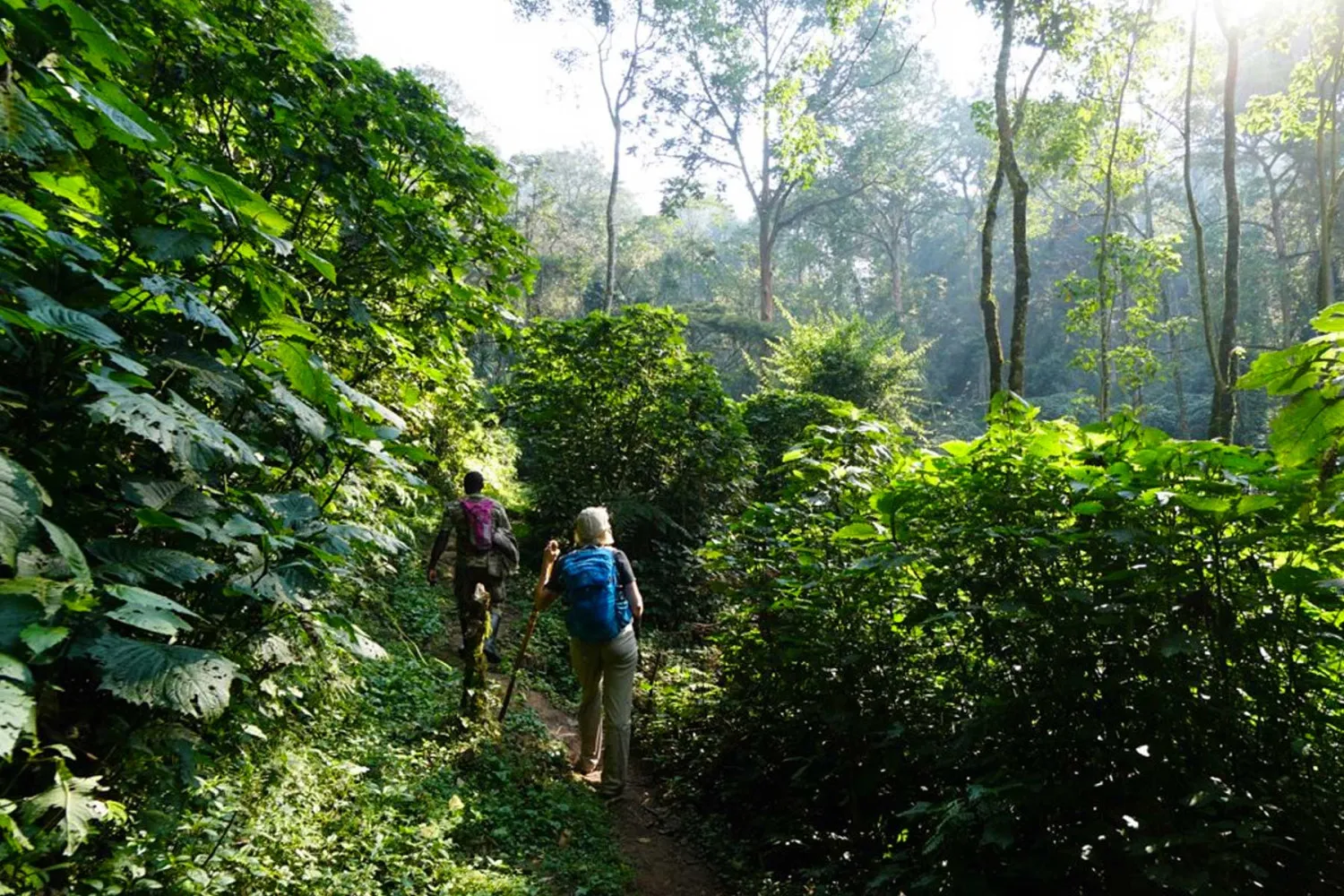 Lush mountain gorilla forest during the best time for gorilla trekking