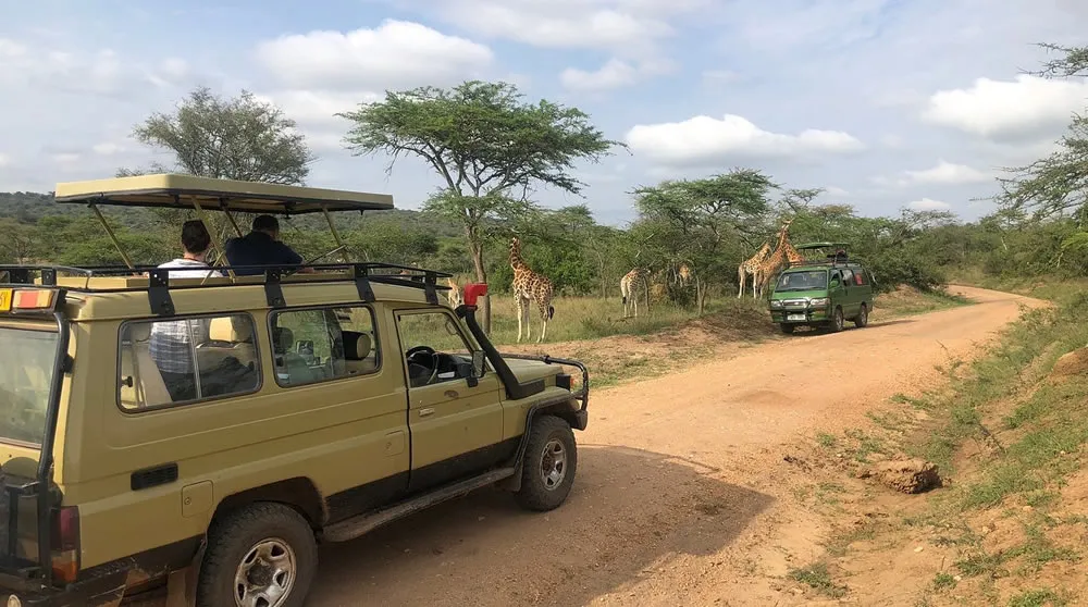 Safari vehicles observing giraffes during a game drive in Akagera National Park, Rwanda