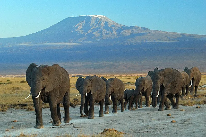 Elephants Amboseli Mount Kilimanjaro Kenya